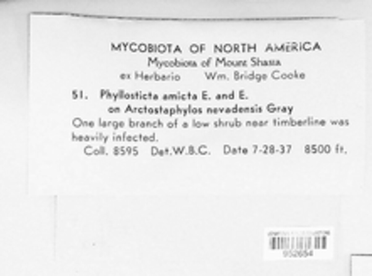 Microsphaeropsis amictus image